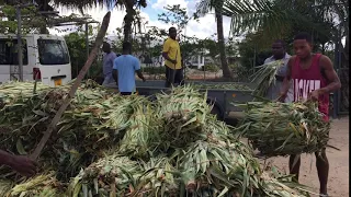 Loading pineapple seedlings into the van