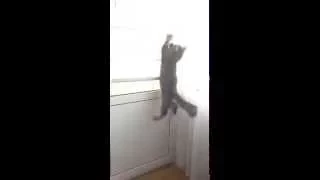 Прыжок кота  Cat jump