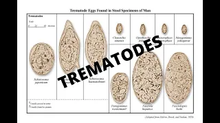 Parasitology 101: Trematodes