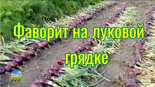 Уборка лука порадовала. Ред барон - фаворит!