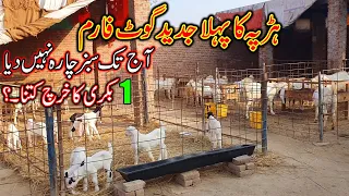 Visit To A Moderan Goat Farm In Harappa - Best Diet For Goats ON Stall Feed