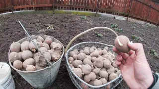 Рання посадка картоплі на Поліссі/Вирощування картоплі