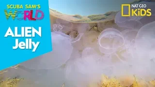 Alien Jelly | Scuba Sam's World