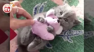 Tik Tok Pets... Cat, Dog, Pig... Funny Cute Animals Videos Compilation #31