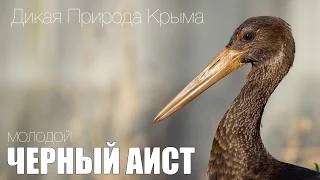 Черный аист /  Black storks