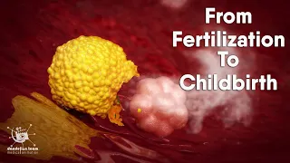 from fertilization to childbirth | 3d medical animation | by Dandelion Team