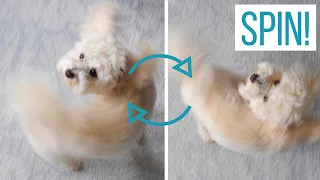 TEACHING OUR MALTIPOO TO SPIN | How to Train "Spin" Using Toys & Treats!