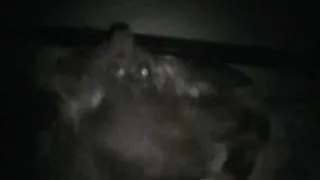 Зверское убийство лосей в Дмитровском районе
