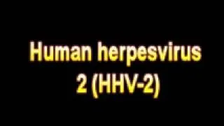 What Is The Definition Of Human herpesvirus 2 HHV 2 - Medical Dictionary Free Online Terms