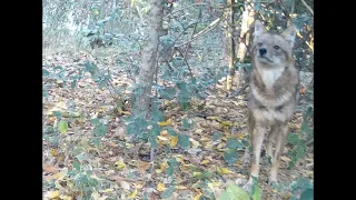 Night footage of WFFT Asiatic Golden Jackals