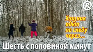 Шесть с половиной минут. Хищник идёт по следу.