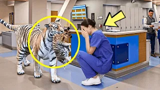 Тигр вторгся в больницу, медсестра расплакалась, когда узнала причину