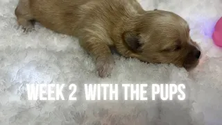 Week 2 With The Pups