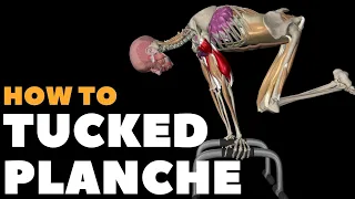 How to do a Tucked Planche | Watch all active muscles