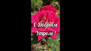 Релакс!!ДОБРОЕ УТРО!Желаю Самого Доброго Солнечного Утра! Красивая Музыкальная открытка! #Shorts