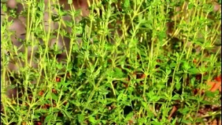 How to Grow Thyme from Seeds