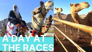 WILD CAMEL RACE in EGYPT   Sharm el Sheikh, Safari Zone