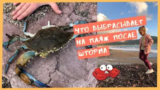 Что выбрасывает на пляж после шторма