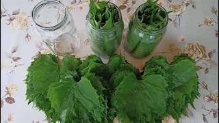 How to prepare grape leaves for the winter