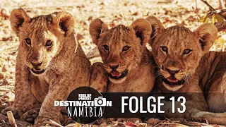 Destination Namibia 🐆 13 - Löwenbabys auf Ongava! 📷 Reisefotografie Doku - Krolop&Gerst