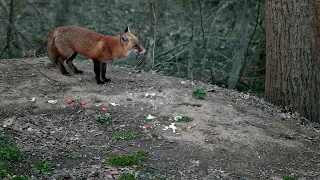 Does a fox like tomatoes?