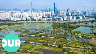 The Fight for Survival of Hong Kong's Oasis | Our World