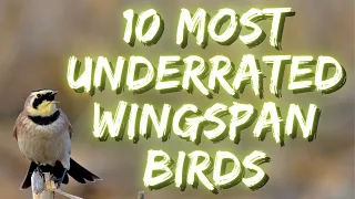 10 Most Underrated Birds in Wingspan! ft. Wingin' It