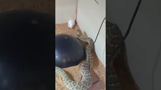 Mouse cornered and bit by Mojave Green Rattlesnake...LIVE FEEDING.  Like, Subscribe & Join for more!