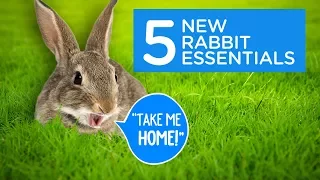 What You Need For A New Bunny: 5 Rabbit Essentials | Chewy