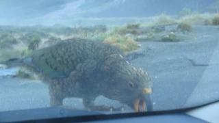 Kea Parrots dismantling car