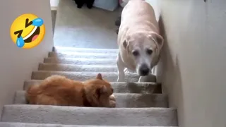 You Laugh You Lose 🤣 Funniest Animals 2023 😂 Funniest Cats and Dogs 😸🐶 Funny Animals Part 30 🤣🤣