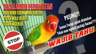 Lovebird tidak mau ngekek dan Gacor "Lovebird mania Wajib Tahu"