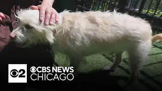 PAWS Chicago Pet of the Week, Ceasar