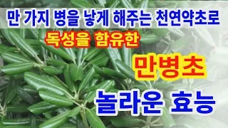 만병초 놀라운효능