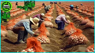 The Most Modern Agriculture Machines That Are At Another Level , How To Harvest Onions In Farm ▶9