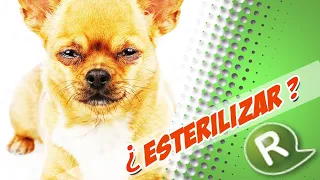 ¿Esterilizar a nuestras mascotas? 10 Beneficios - LIVE grabado con CAFAM