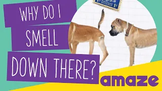 Why Do I Smell Down There? #AskAMAZE