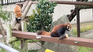 レッサーパンダ