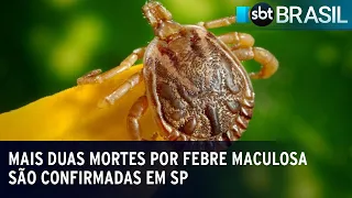 Mais duas mortes por febre maculosa são confirmadas em SP | SBT Brasil (13/06/23)