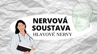 NERVOVÁ SOUSTAVA - Hlavové nervy