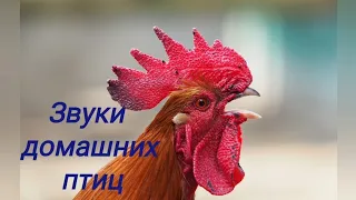 Звуки домашних птиц.