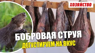 Дегустируем бобровую струю