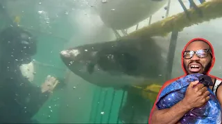 4 Shark Encounters That Shouldn't Be Seen REACTION!!!!