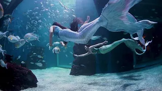 🧜‍♀️🧜‍♀️🧜‍♀️ Mermaids at Jakarta Aquarium & Safari 🧜‍♀️🧜‍♀️🧜‍♀️