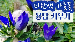 파란색 가을꽃, 용담 키우기 - #노지월동 #파란색꽃 #적정토양 #관리방법 #번식방법