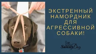 Экстренный намордник для агрессивной собаки. Как сделать ей намордник?