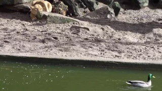 Lion hunting and attacks duck at Amsterdam zoo