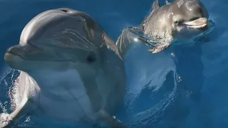 Report: Russia using military-trained dolphins  |  Rush Hour