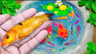 Wow ! Serok ikan hias warna-warni, ikan koi, ikan mas koki, ikan gurami, ikan komet, ikan cupang