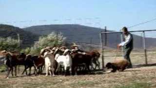 [Spanish Water Dog Herding - Perro de Agua Español Herding Competition]